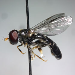 Eumerus flavitarsis